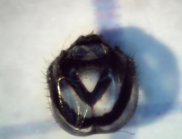 Monarch Windshield - 2017-08-09