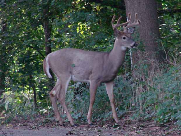 Eight point buck deer in velvet