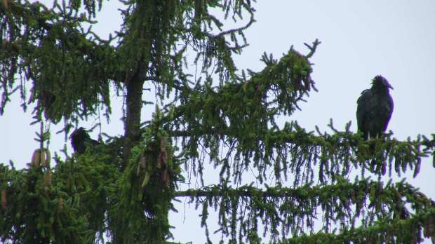 Turkey Vultures - rainy day
