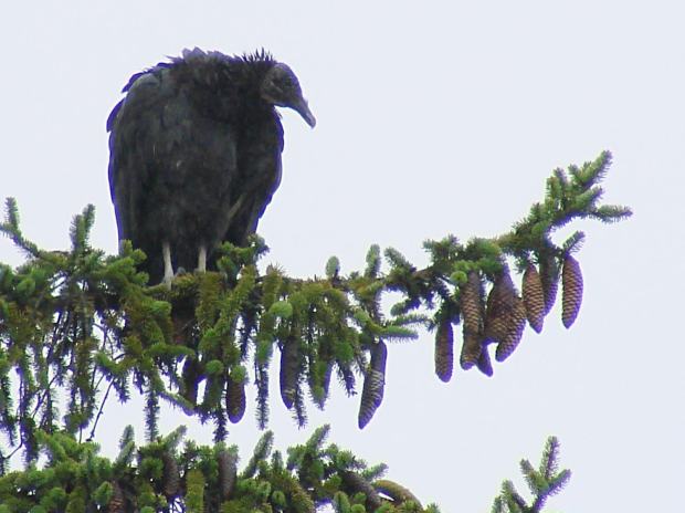 Turkey Vultures - rainy day - detail