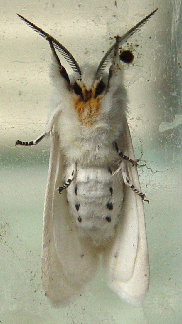 Spilosoma virginica 3 - ventral