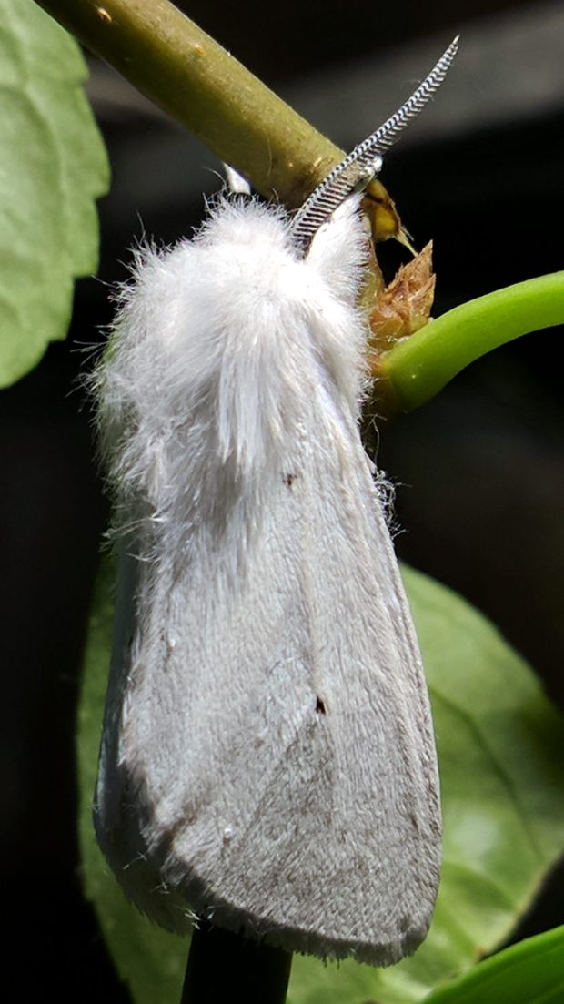Spilosoma virginica 1 - right