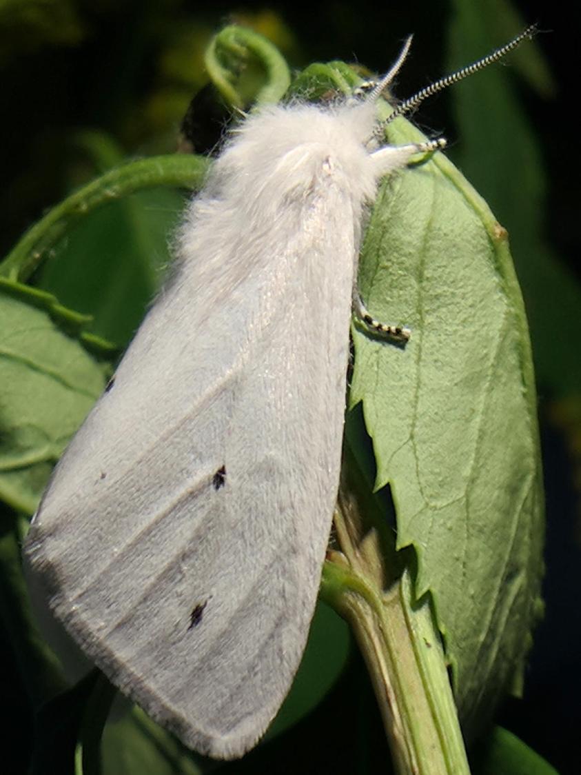 Spilosoma virginica 2 - right