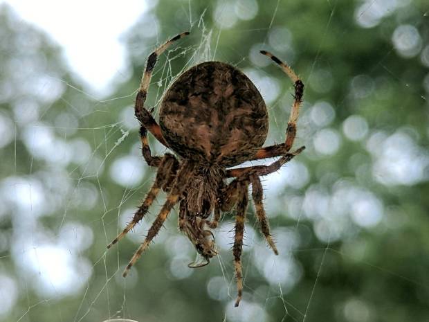 Orb Weaving Spider - with insect