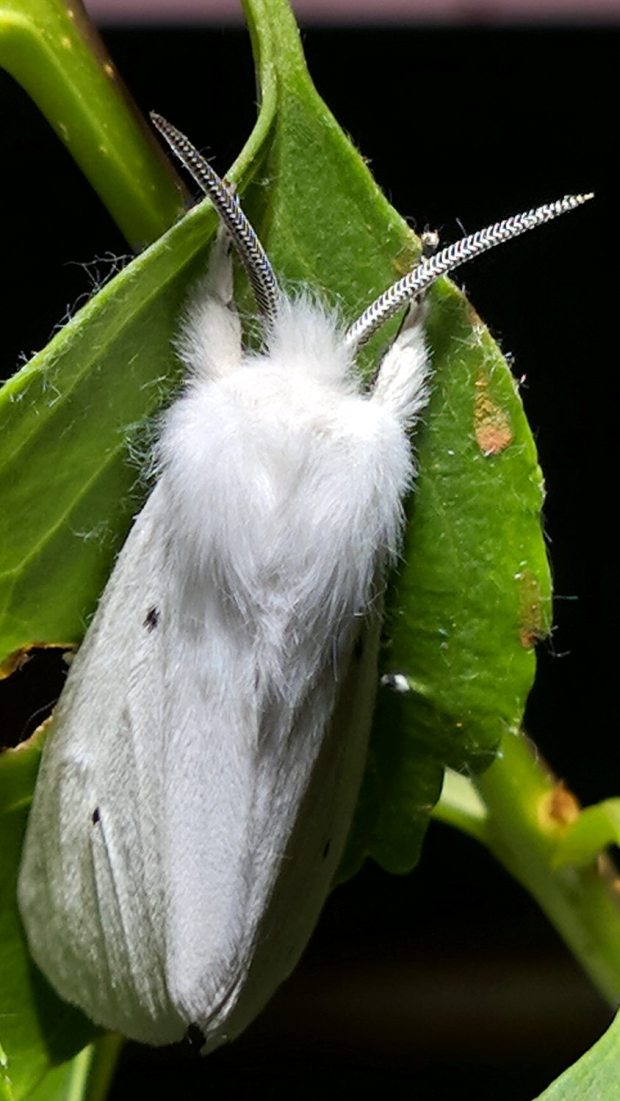 Spilosoma virginica 3 - dorsal