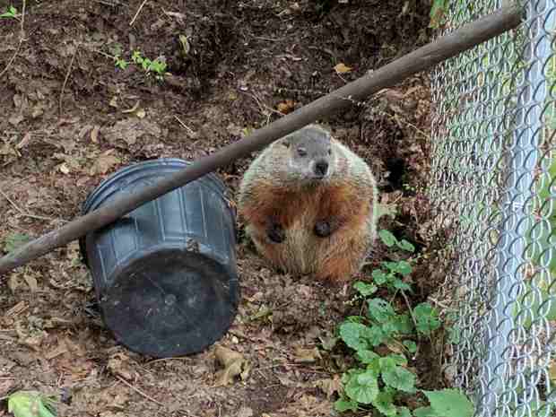 Groundhog in the compost bin - front