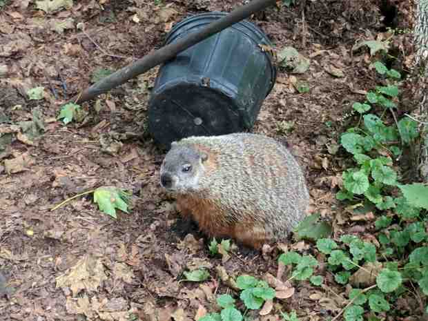 Groundhog in the compost bin - left