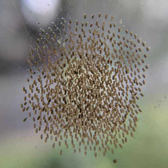 Insect eggs on glass - 2017-09-17