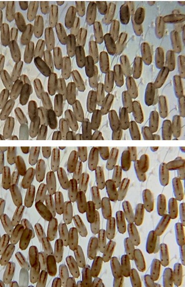 IMG_20170919 vs 0917- Insect eggs on glass