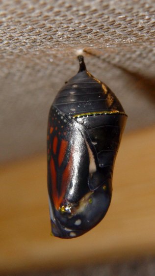 Monarch chrysalis - ready - left