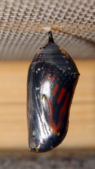 Monarch chrysalis - ready - right
