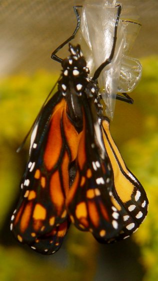 Monarch chrysalis - emerging - unfolding