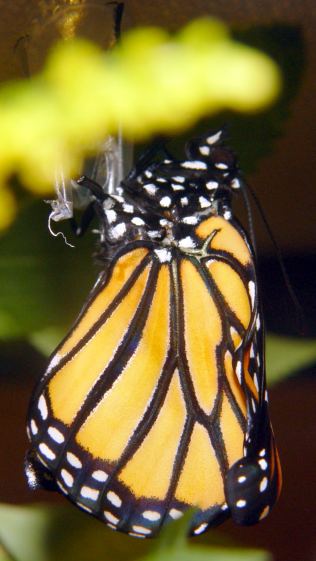 Monarch unfolding - left