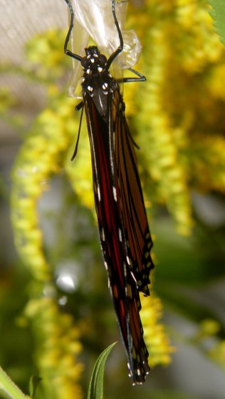 Monarch unfolding - dorsal
