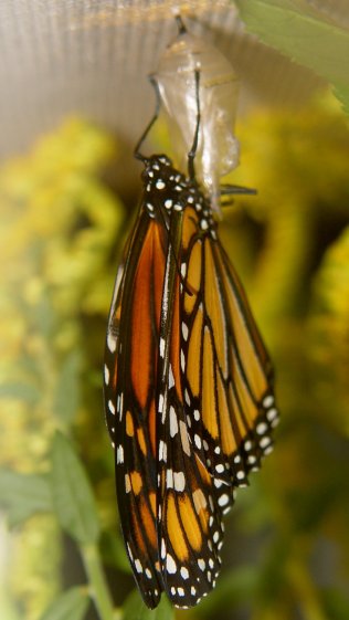 Monarch unfolding - right