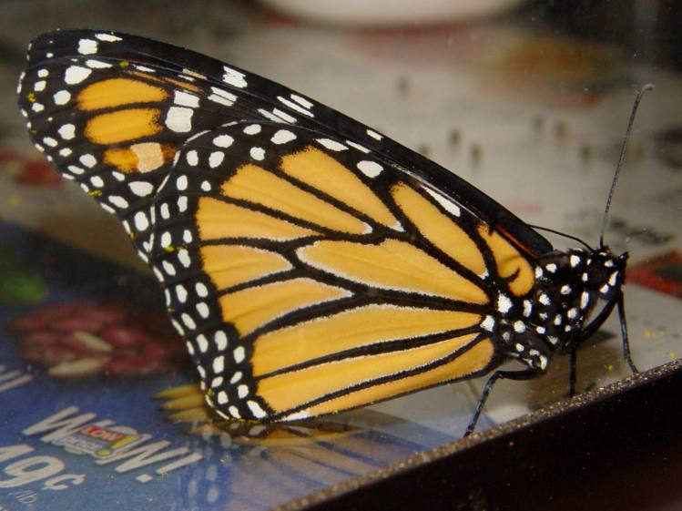 Monarch unfolded - right