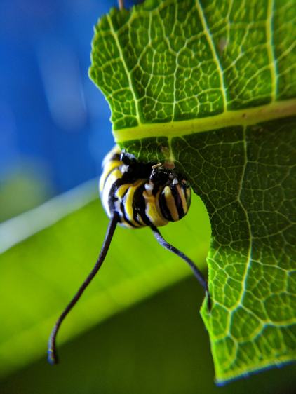 Monarch caterpillar - 2017-08-13