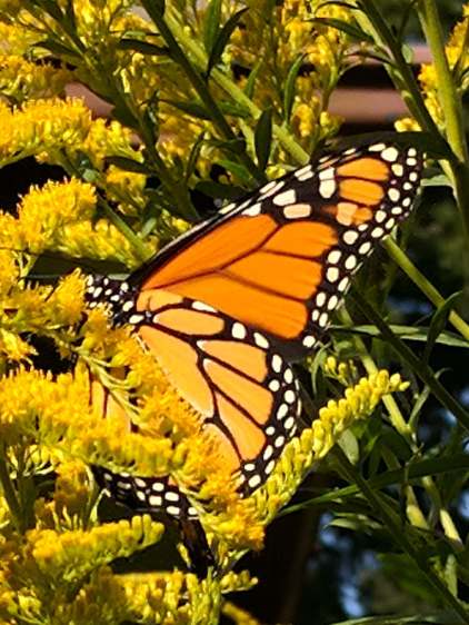Monarch on Milkweed - left