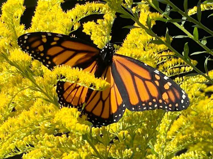 Monarch on Milkweed - dorsal