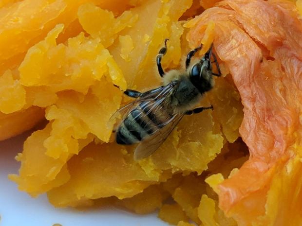 Honeybee on cooked squash