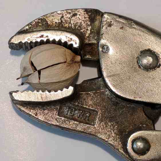 Hickory Nuts - cracking in Vise-Grip