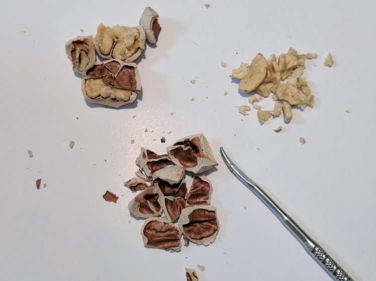 Hickory Nuts - cracked