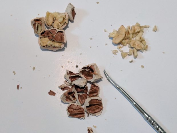 Hickory Nuts - cracked