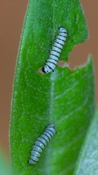 Monarch caterpillars - 4 mm - 2017-08-03