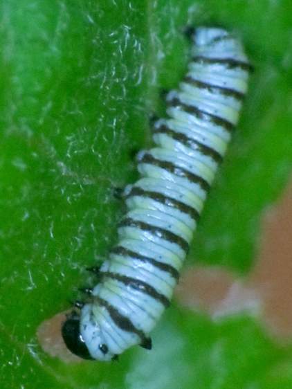 Monarch caterpillar 1 - 4 mm - 2017-08-03