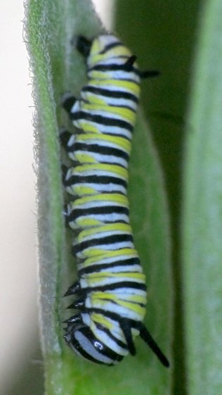Monarch caterpillar - 2017-08-09