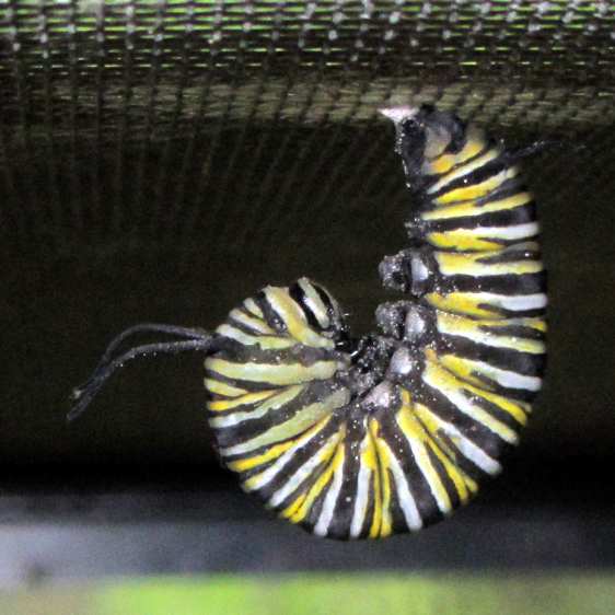 Monarch caterpillar - starting chrysalis - 2017-08-15