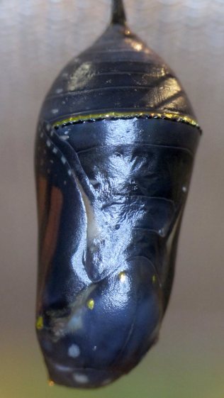 Monarch chrysalis - ready - ventral detail