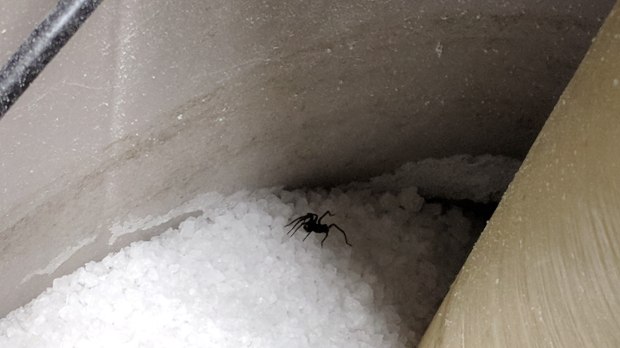 Spider atop Water Softener Salt