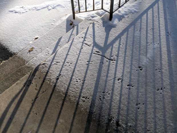 Small animal tracks in the snow