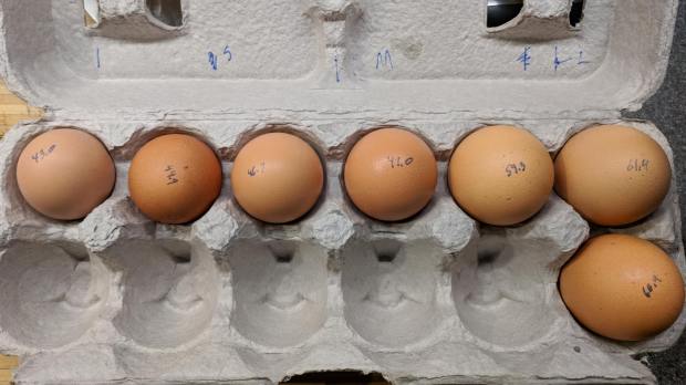 Brown egg size distribution