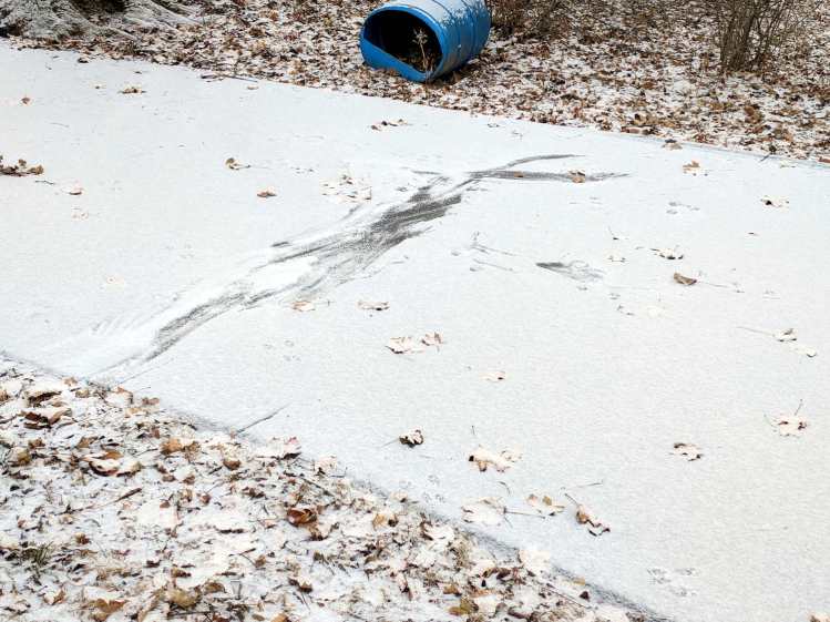 Hawk vs squirrel scuffle - overview