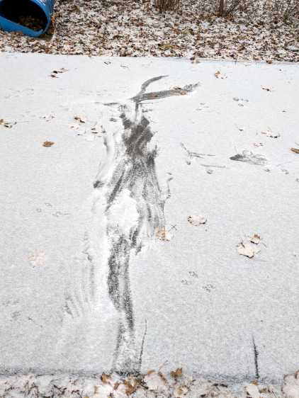 Hawk vs squirrel scuffle - approach