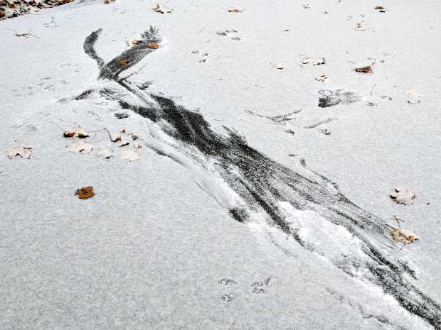Hawk vs squirrel scuffle - tracks left
