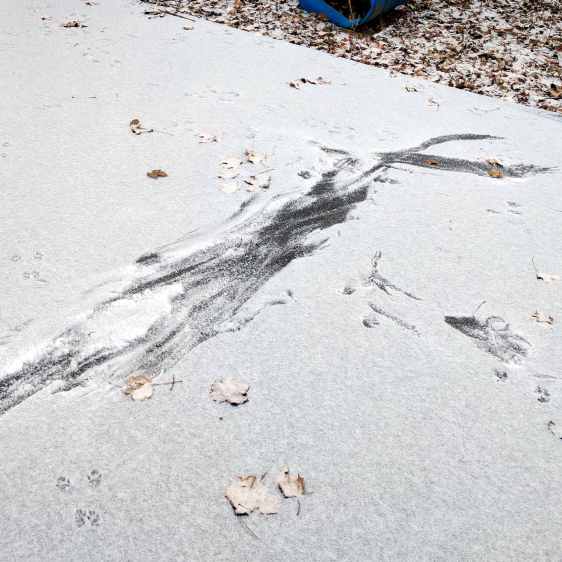 Hawk vs squirrel scuffle - tracks right