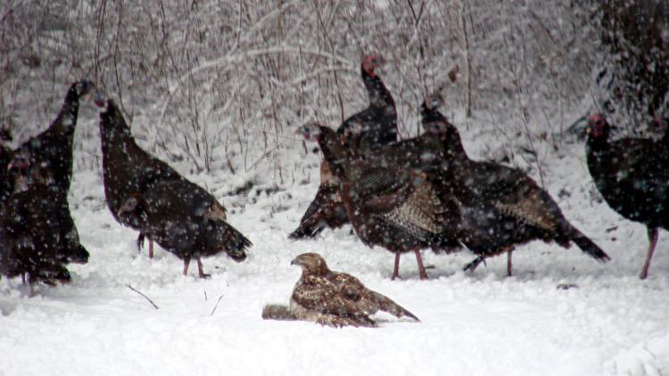 Hawk with squirrel - wings spread