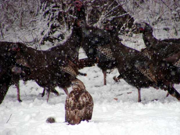 Hawk with squirrel - 2