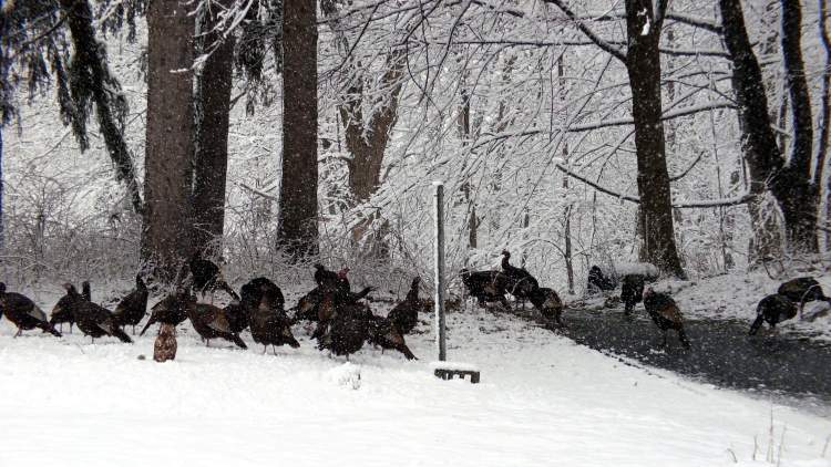 Hawk with squirrel - overview