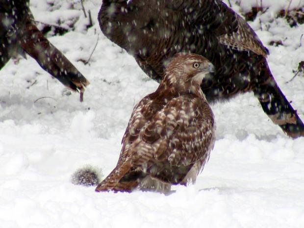 Hawk with squirrel - detail