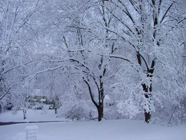 Snowfall - Front yard - day