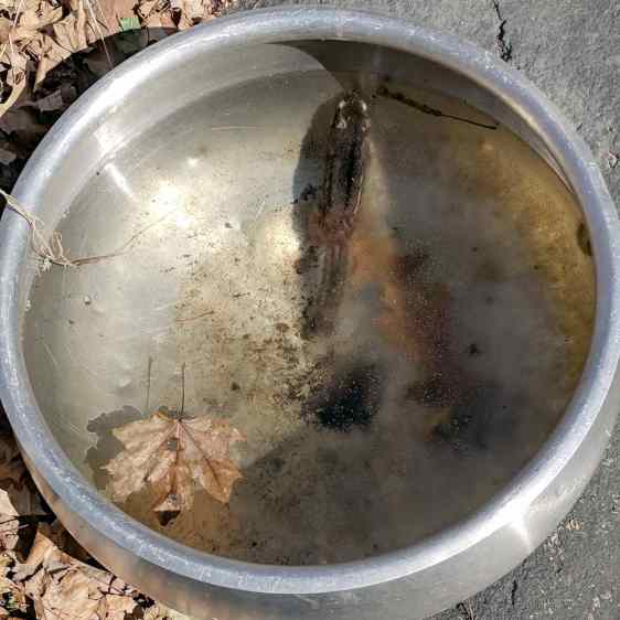 Submerged and frozen chipmunk