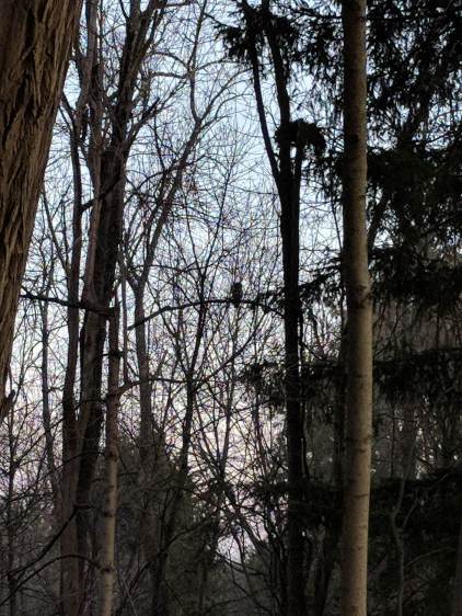 Barred owl - overview
