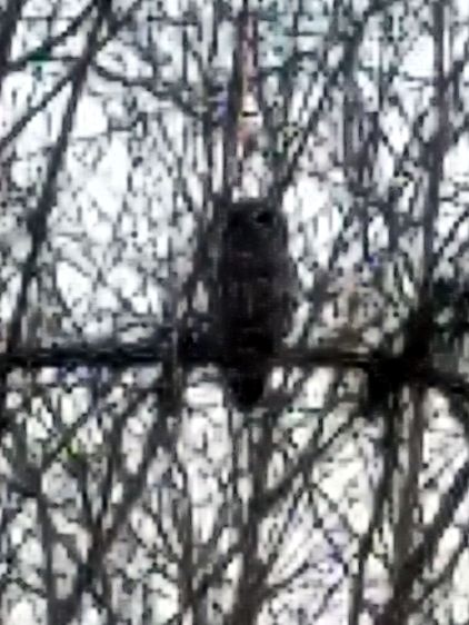 Barred owl - zoomed 3x cropped