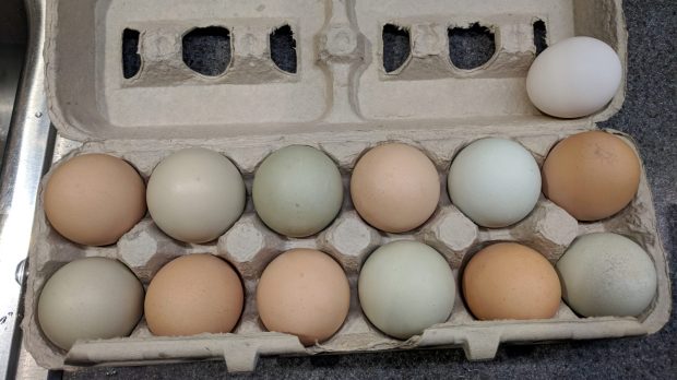 Multicolored chicken eggs