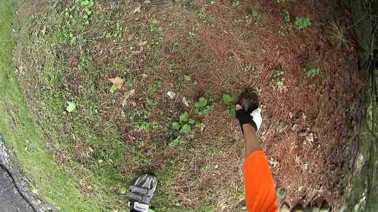 Turtle 1724 - Vassar Rd - 2018-05-20