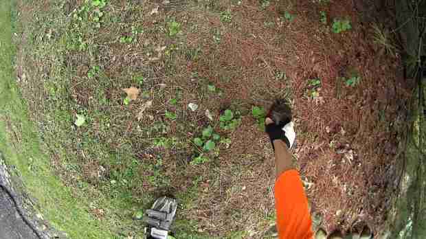 Turtle 1724 - Vassar Rd - 2018-05-20